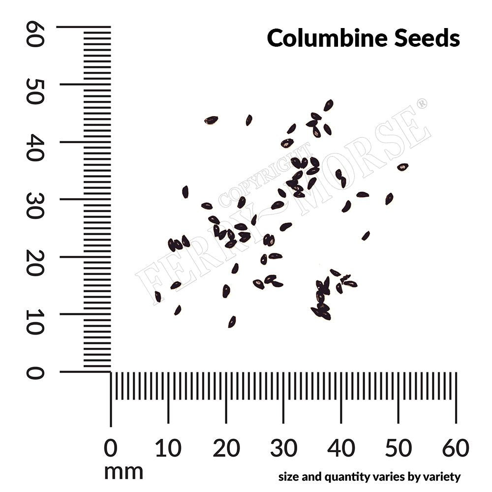 Columbine seeds with a ruler for scale on a white background